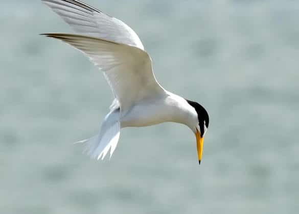 動物図鑑・コアジサシ